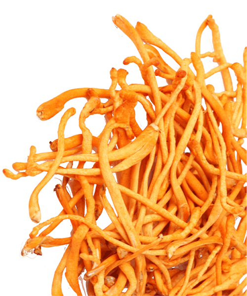 Te Latte Café - Elixir de Cordyceps militaris (CORDYCEPS) Te Latte CaféElixir de Cordyceps militaris (CORDYCEPS)