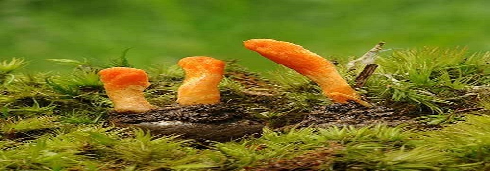 Te Latte Café - Elixir de Cordyceps militaris (CORDYCEPS) Te Latte CaféElixir de Cordyceps militaris (CORDYCEPS)