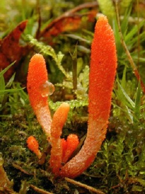 Te Latte Café - Elixir de Cordyceps militaris (CORDYCEPS) Te Latte CaféElixir de Cordyceps militaris (CORDYCEPS)