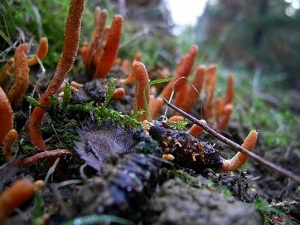 Te Latte Café - Elixir de Cordyceps militaris (CORDYCEPS) Te Latte CaféElixir de Cordyceps militaris (CORDYCEPS)