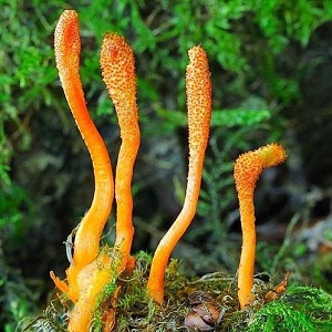 Te Latte Café - Elixir de Cordyceps militaris (CORDYCEPS) Te Latte CaféElixir de Cordyceps militaris (CORDYCEPS)