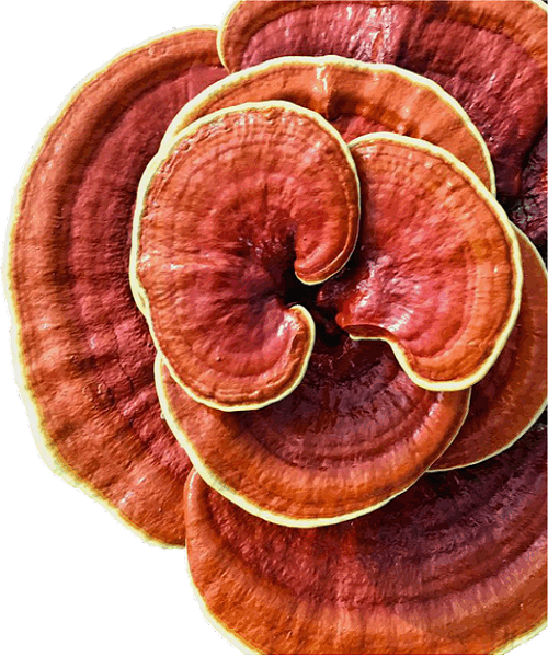 Te Latte CaféElixir de Ganoderma lucidum (REISHI)