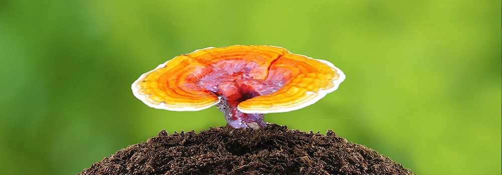 Te Latte CaféElixir de Ganoderma lucidum (REISHI)
