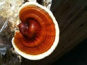 Te Latte CaféElixir de Ganoderma lucidum (REISHI)