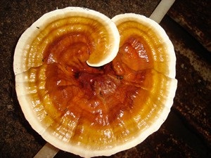 Te Latte CaféElixir de Ganoderma lucidum (REISHI)