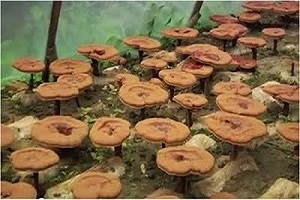 Te Latte CaféElixir de Ganoderma lucidum (REISHI)