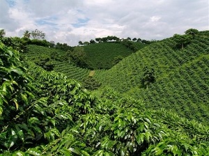 Te Latte Café - Mocca Con Ganoderma Lucidum Te Latte Café - Te latte Cafe Mocca Con Ganoderma Lucidum