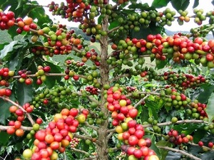 Te Latte Café - Mocca Con Ganoderma Lucidum Te Latte Café - Te latte Cafe Mocca Con Ganoderma Lucidum