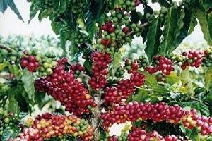 Te Latte Café - Te latte Cafe Mocca Con Ganoderma Lucidum