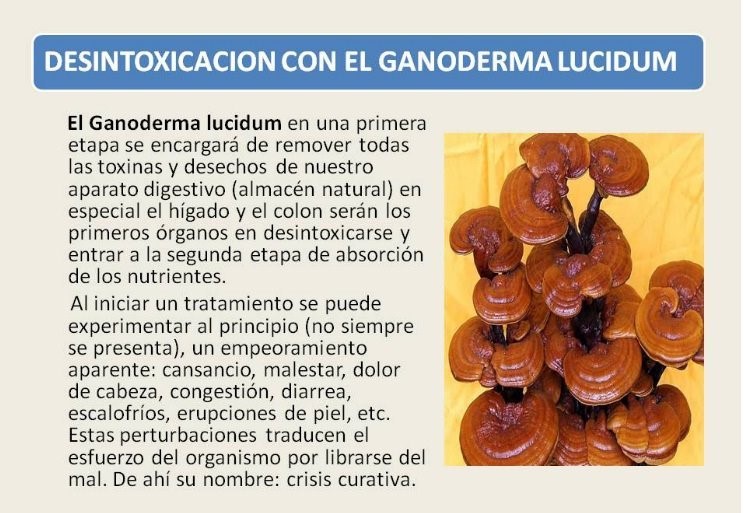 Te Latte Café - Mocca Con Ganoderma Lucidum Te Latte Café - Te latte Cafe Mocca Con Ganoderma Lucidum