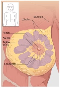 Te Latte Café - cáncer de mama Te Latte Café - cáncer de mama