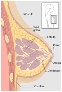 Te Latte Café - cáncer de mama Te Latte Café - cáncer de mama
