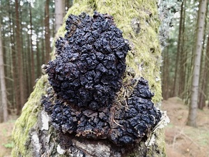 Te Latte Café - Elixir de Inonotus obliquus (CHAGA) Te Latte CaféElixir de Inonotus obliquus (CHAGA)