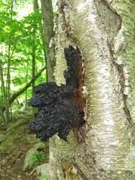 Te Latte Café - Elixir de Inonotus obliquus (CHAGA) Te Latte CaféElixir de Inonotus obliquus (CHAGA)