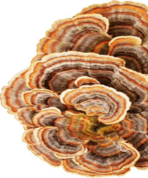 Te Latte Café - Cápsulas de Trametes versicolor (Kawaratake) o Cola de Pavo Te Latte Café - Cápsulas de Trametes versicolor (Kawaratake) o Cola de Pavo