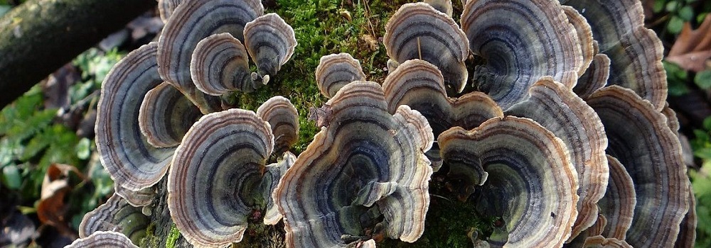 Te Latte Café - Cápsulas de Trametes versicolor (Kawaratake) o Cola de Pavo Te Latte Café - Cápsulas de Trametes versicolor (Kawaratake) o Cola de Pavo