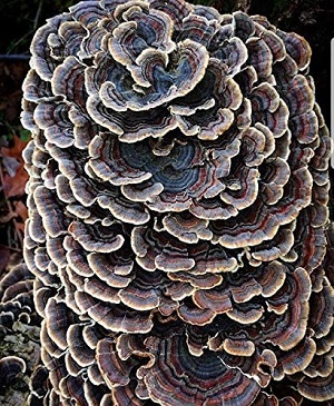 Te Latte Café - Cápsulas de Trametes versicolor (Kawaratake) o Cola de Pavo Te Latte Café - Cápsulas de Trametes versicolor (Kawaratake) o Cola de Pavo