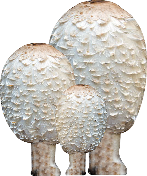 Te Latte Café - Cápsulas de Coprinus comatus (COPRINUS) Te Latte Café - Cápsulas de Coprinus comatus (COPRINUS)