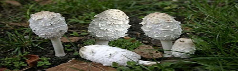 Te Latte Café - Cápsulas de Coprinus comatus (COPRINUS) Te Latte Café - Cápsulas de Coprinus comatus (COPRINUS)