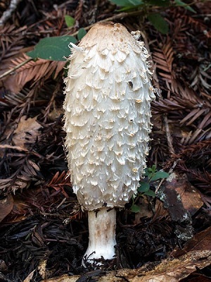 Te Latte Café - Cápsulas de Coprinus comatus (COPRINUS) Te Latte Café - Cápsulas de Coprinus comatus (COPRINUS)