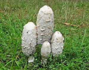 Te Latte Café - Cápsulas de Coprinus comatus (COPRINUS) Te Latte Café - Cápsulas de Coprinus comatus (COPRINUS)