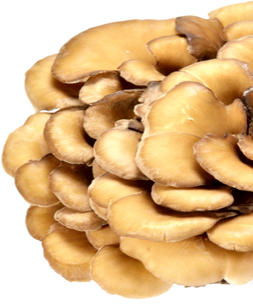 Te Latte Café - Elixir de Grifola frondosa (MAITAKE) Te Latte CaféElixir de Grifola frondosa (MAITAKE)