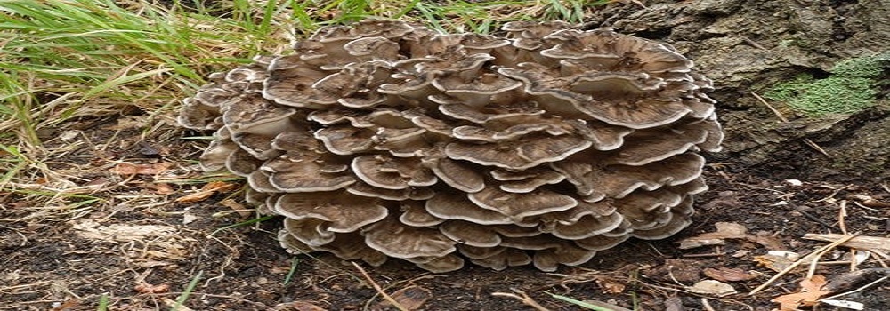 Te Latte Café - Elixir de Grifola frondosa (MAITAKE) Te Latte CaféElixir de Grifola frondosa (MAITAKE)