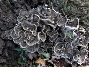 Te Latte Café - Elixir de Grifola frondosa (MAITAKE) Te Latte CaféElixir de Grifola frondosa (MAITAKE)
