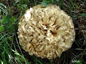 Te Latte Café - Elixir de Grifola frondosa (MAITAKE) Te Latte CaféElixir de Grifola frondosa (MAITAKE)
