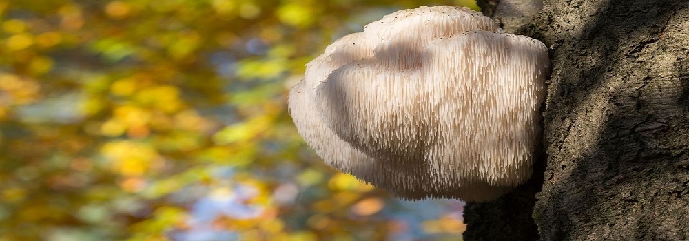 Te Latte CaféElixir de Hericium erinaceus (MELENA DE LEÓN)