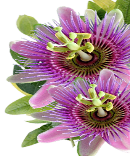 Te Latte Café - Elixir de Passiflora incarnata (PASSIFLORA) Te Latte CaféElixir de Passiflora incarnata (PASSIFLORA)