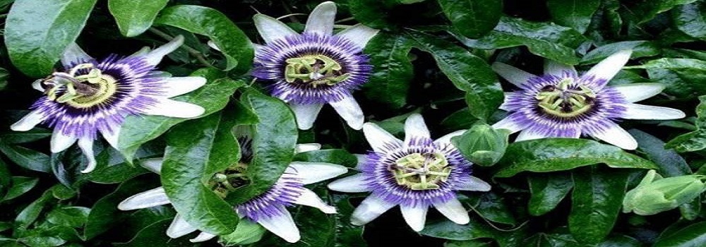 Te Latte Café - Elixir de Passiflora incarnata (PASSIFLORA) Te Latte CaféElixir de Passiflora incarnata (PASSIFLORA)