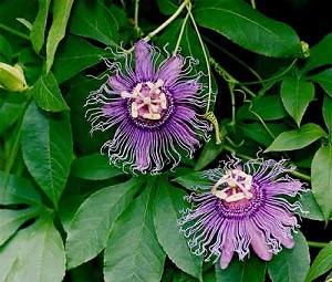 Te Latte Café - Elixir de Passiflora incarnata (PASSIFLORA) Te Latte CaféElixir de Passiflora incarnata (PASSIFLORA)