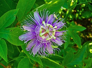 Te Latte Café - Elixir de Passiflora incarnata (PASSIFLORA) Te Latte CaféElixir de Passiflora incarnata (PASSIFLORA)