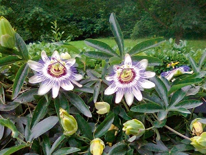 Te Latte Café - Elixir de Passiflora incarnata (PASSIFLORA) Te Latte CaféElixir de Passiflora incarnata (PASSIFLORA)