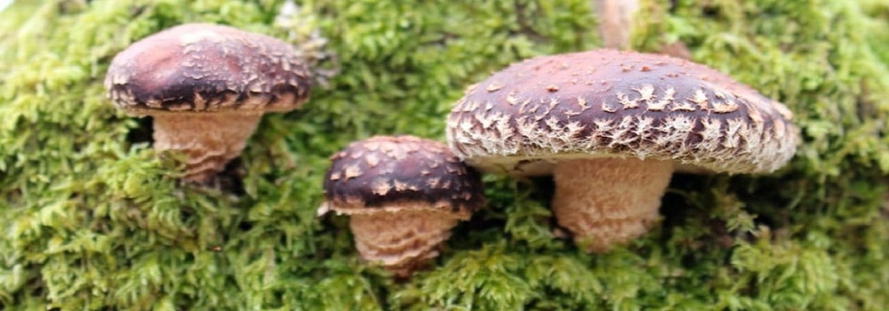 Te Latte Café - Elixir de Lentinula edodes (SHIITAKE) Te Latte CaféElixir de Lentinula edodes (SHIITAKE)