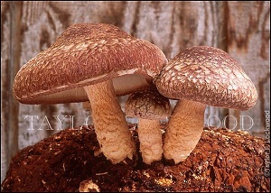Te Latte Café - Elixir de Lentinula edodes (SHIITAKE) Te Latte CaféElixir de Lentinula edodes (SHIITAKE)
