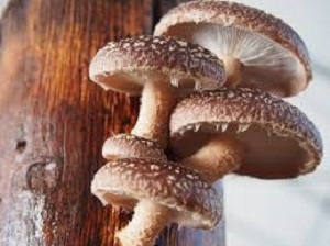 Te Latte Café - Elixir de Lentinula edodes (SHIITAKE) Te Latte CaféElixir de Lentinula edodes (SHIITAKE)